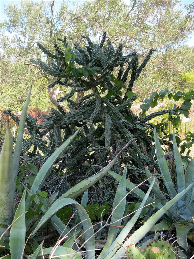 Cilindro opuncija, otok Silba